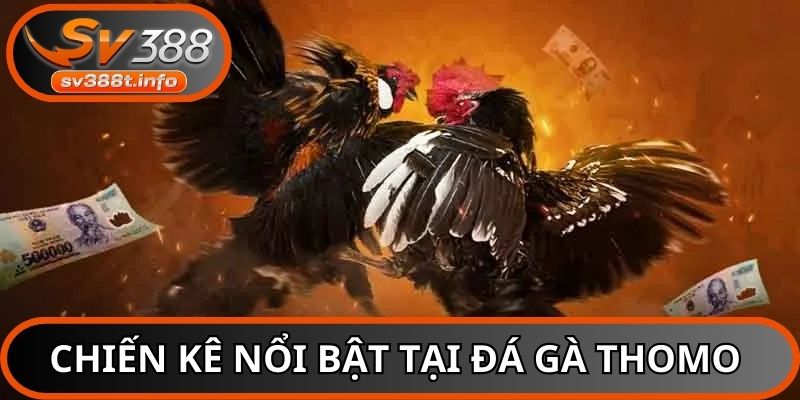Đá gà Thomo trực tiếp có sự tham gia của nhiều dòng chiến kê