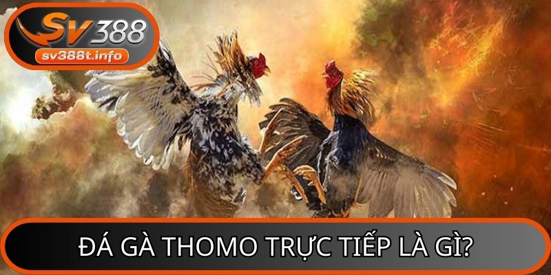 Đá gà Thomo trực tiếp cực Hot tại SV388