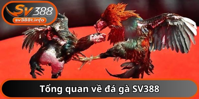 Tổng quan về đá gà SV388