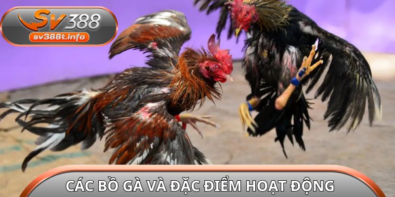 Các bồ gà và đặc điểm hoạt động