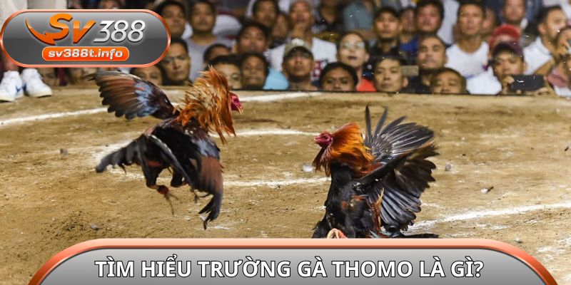 Tìm hiểu trường gà Thomo là gì?