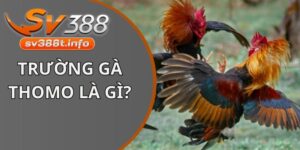 Trường gà Thomo là gì